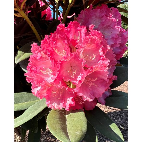 'Maifreude' - różanecznik jakuszimański
Rhododendron yakushimanum 'Maifreude'