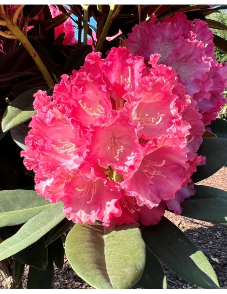 'Maifreude' - różanecznik jakuszimański
Rhododendron yakushimanum 'Maifreude'