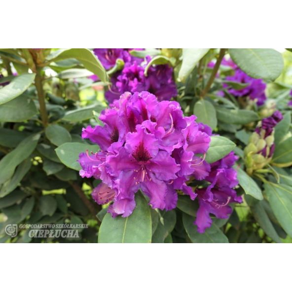 Różanecznik Azurro