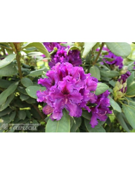 Różanecznik Azurro Różanecznik Azurro