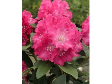 'Maifreude' - różanecznik jakuszimański
Rhododendron yakushimanum 'Maifreude'