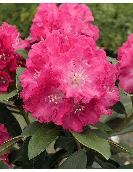 'Maifreude' - różanecznik jakuszimański
Rhododendron yakushimanum 'Maifreude'