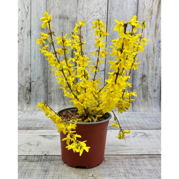 Forsycja pośrednia 'Courtalyn' WEEK-END