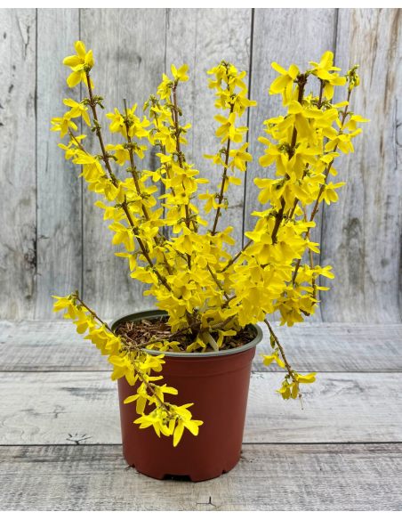 Forsycja pośrednia 'Courtalyn' WEEK-END