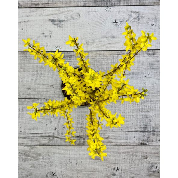 Forsycja pośrednia 'Courtalyn' WEEK-END