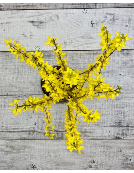 Forsycja pośrednia 'Courtalyn' WEEK-END