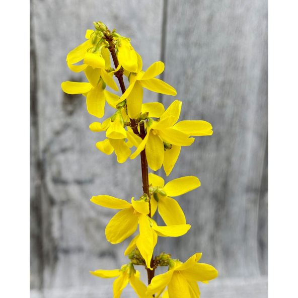 Forsycja pośrednia 'Courtalyn' WEEK-END