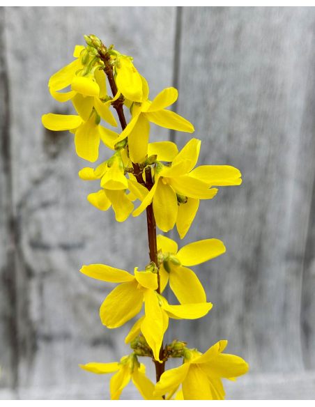 Forsycja pośrednia 'Courtalyn' WEEK-END