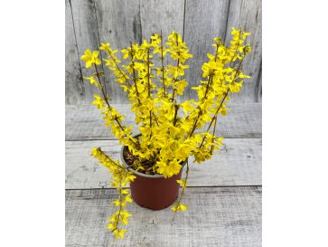 Forsycja pośrednia 'Courtalyn' WEEK-END