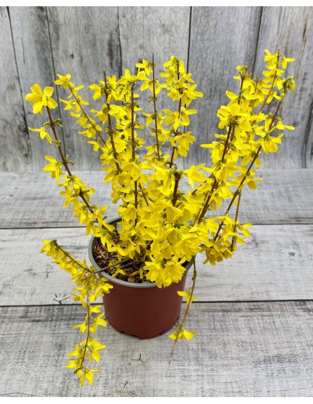 Forsycja pośrednia 'Courtalyn' WEEK-END