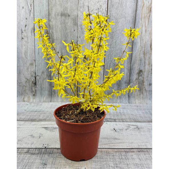 'Lynwood' - forsycja pośrednia
Forsythia ×intermedia 'Lynwood'