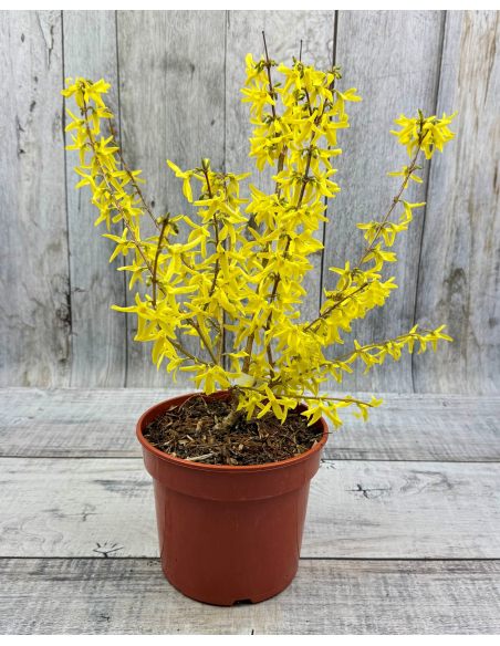 'Lynwood' - forsycja pośrednia
Forsythia ×intermedia 'Lynwood'