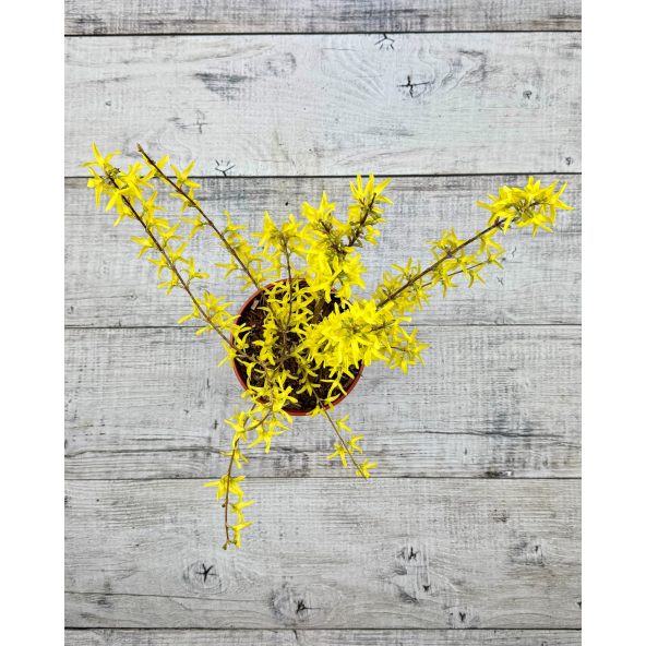 'Lynwood' - forsycja pośrednia
Forsythia ×intermedia 'Lynwood'