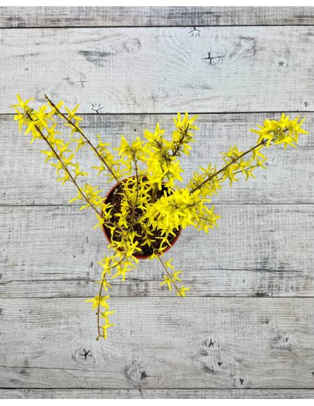 'Lynwood' - forsycja pośrednia
Forsythia ×intermedia 'Lynwood'