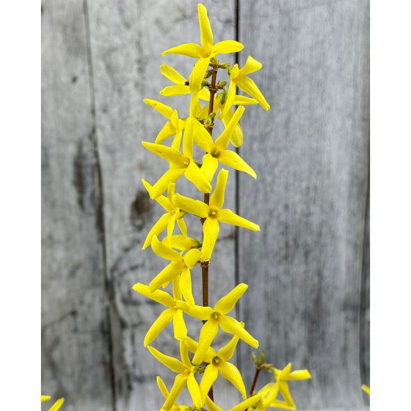 'Lynwood' - forsycja pośrednia
Forsythia ×intermedia 'Lynwood'