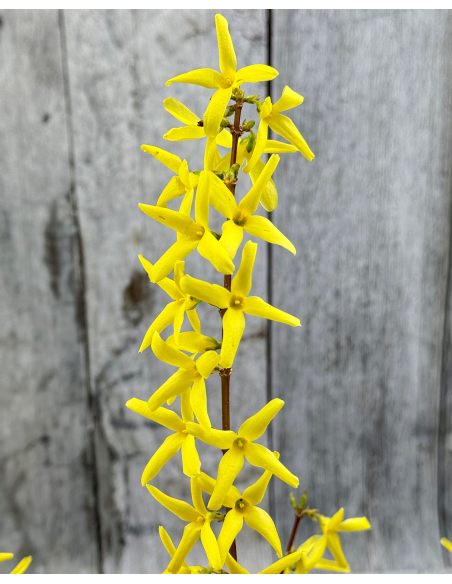 'Lynwood' - forsycja pośrednia
Forsythia ×intermedia 'Lynwood'