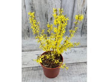 'Lynwood' - forsycja pośrednia
Forsythia ×intermedia 'Lynwood'