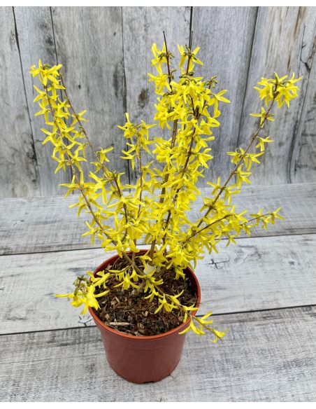 'Lynwood' - forsycja pośrednia
Forsythia ×intermedia 'Lynwood'