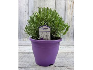 Lavandula xintermedia 'Provence'
lawenda pośrednia 'Provence' 2