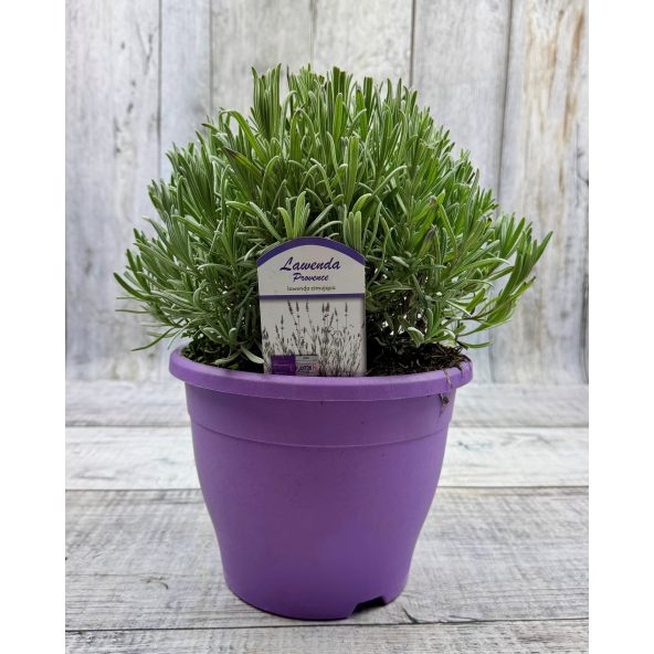 Lavandula xintermedia 'Provence'
lawenda pośrednia 'Provence'