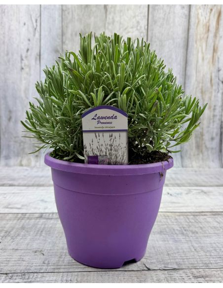 Lavandula xintermedia 'Provence'
lawenda pośrednia 'Provence'