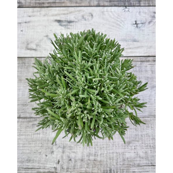 Lavandula xintermedia 'Provence'
lawenda pośrednia 'Provence'