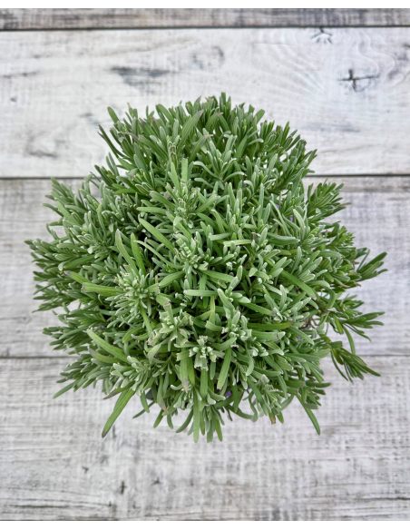 Lavandula xintermedia 'Provence'
lawenda pośrednia 'Provence'