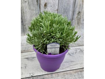 Lavandula xintermedia 'Provence'
lawenda pośrednia 'Provence'