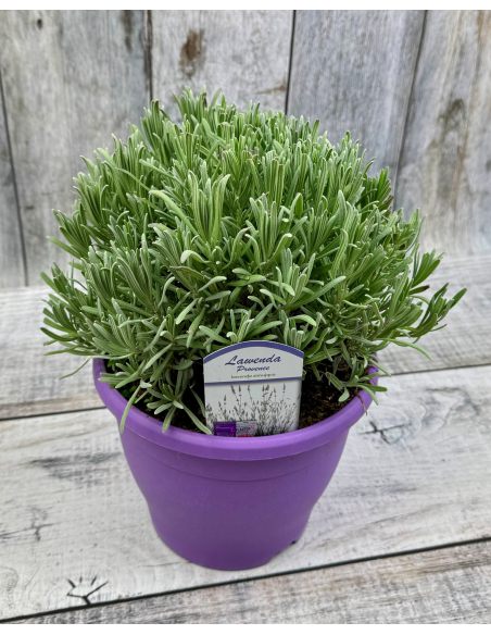 Lavandula xintermedia 'Provence'
lawenda pośrednia 'Provence'
