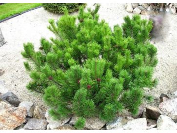 Sosna górska (kosodrzewina) 3/l