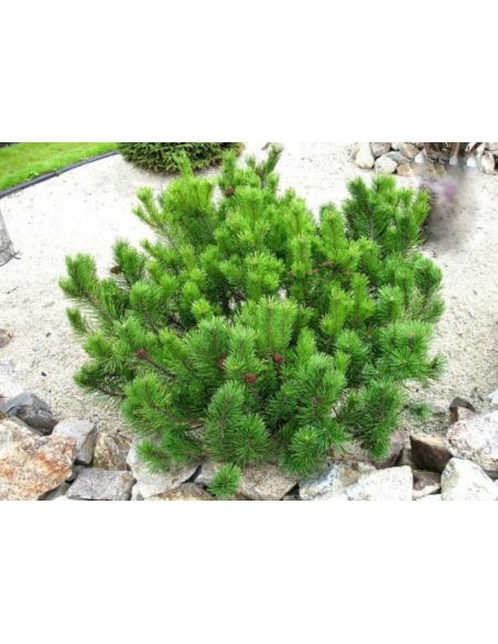 Sosna górska (kosodrzewina) 3/l