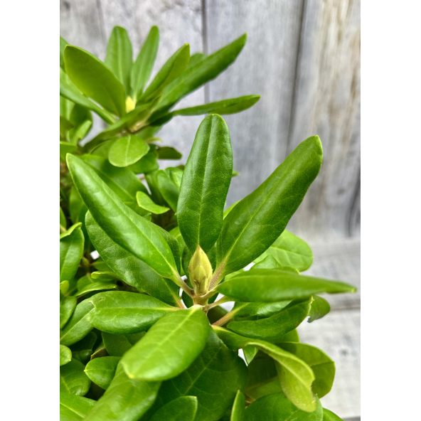 'Eija' - różanecznik wielkokwiatowy
Rhododendron hybridum 'Eija'