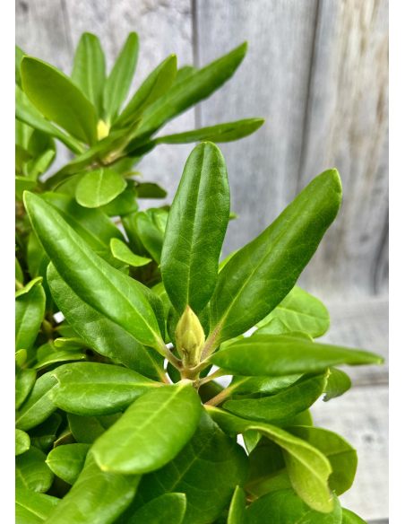 'Eija' - różanecznik wielkokwiatowy
Rhododendron hybridum 'Eija'