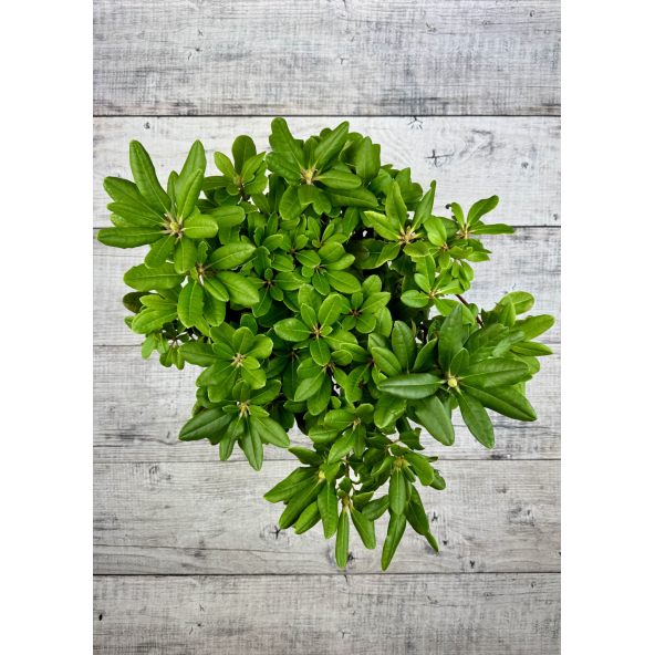 'Eija' - różanecznik wielkokwiatowy
Rhododendron hybridum 'Eija'