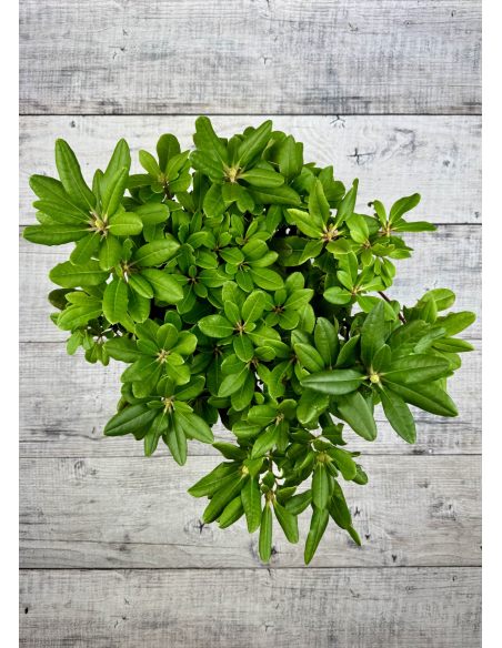 'Eija' - różanecznik wielkokwiatowy
Rhododendron hybridum 'Eija'