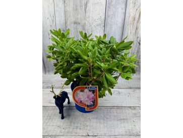 'Eija' - różanecznik wielkokwiatowy
Rhododendron hybridum 'Eija' 2