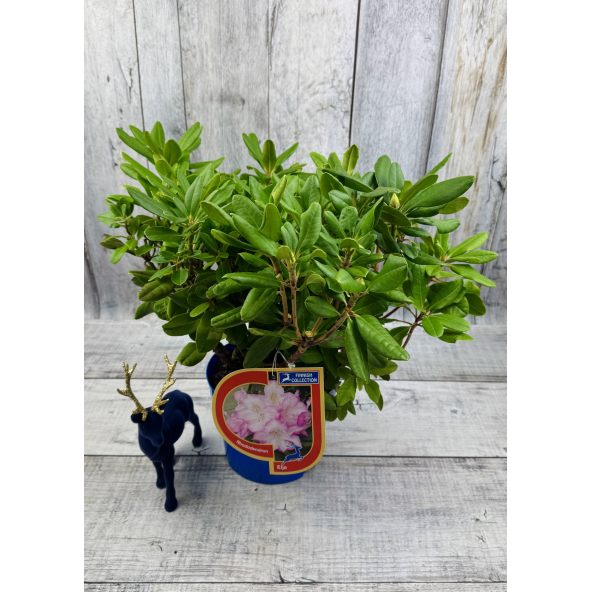 'Eija' - różanecznik wielkokwiatowy
Rhododendron hybridum 'Eija'