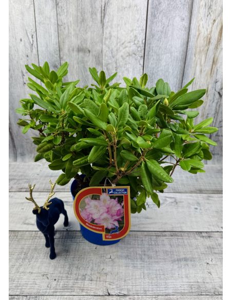 'Eija' - różanecznik wielkokwiatowy
Rhododendron hybridum 'Eija'
