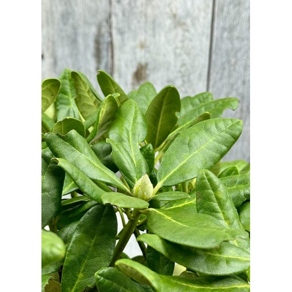 'Kyllikki' - różanecznik wielkokwiatowy
Rhododendron hybridum 'Kyllikki'