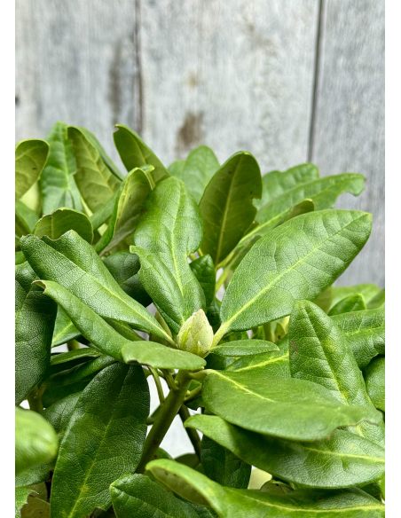 'Kyllikki' - różanecznik wielkokwiatowy
Rhododendron hybridum 'Kyllikki' 'Kyllikki' - różanecznik wielkokwiatowy
Rhododendron hybridum 'Kyllikki'