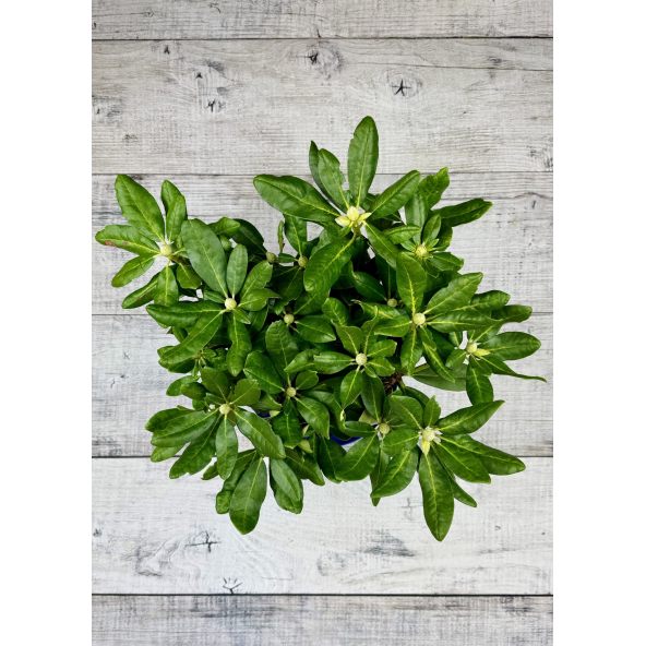 'Kyllikki' - różanecznik wielkokwiatowy
Rhododendron hybridum 'Kyllikki'