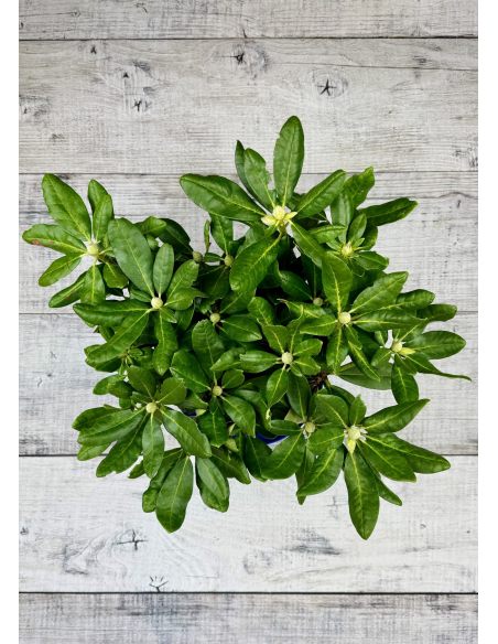 'Kyllikki' - różanecznik wielkokwiatowy
Rhododendron hybridum 'Kyllikki' 'Kyllikki' - różanecznik wielkokwiatowy
Rhododendron hybridum 'Kyllikki'