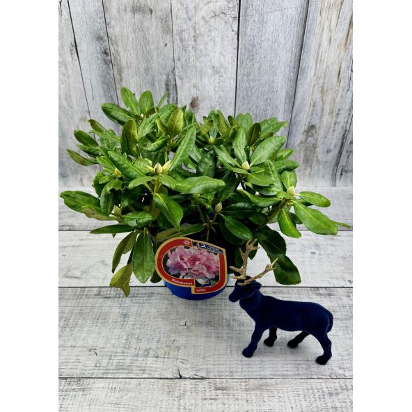 'Kyllikki' - różanecznik wielkokwiatowy
Rhododendron hybridum 'Kyllikki'