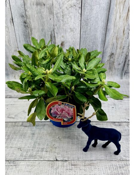 'Kyllikki' - różanecznik wielkokwiatowy
Rhododendron hybridum 'Kyllikki' 'Kyllikki' - różanecznik wielkokwiatowy
Rhododendron hybridum 'Kyllikki'