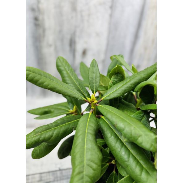 'Ritva' - różanecznik wielkokwiatowy
Rhododendron hybridum 'Ritva'