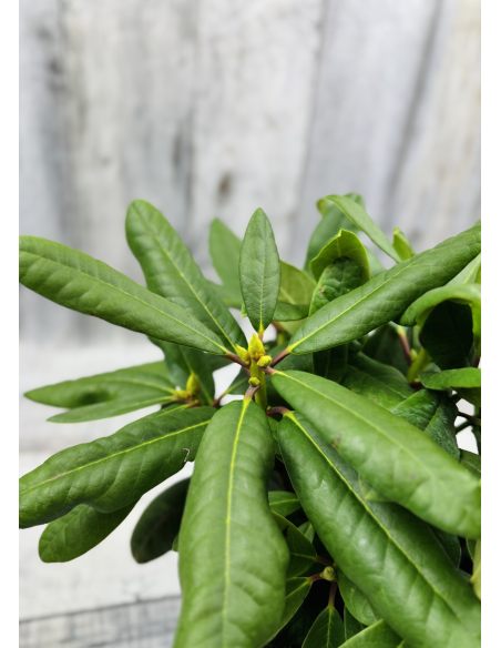 'Ritva' - różanecznik wielkokwiatowy
Rhododendron hybridum 'Ritva'