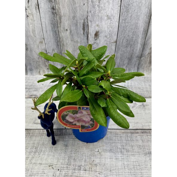 'Ritva' - różanecznik wielkokwiatowy
Rhododendron hybridum 'Ritva'