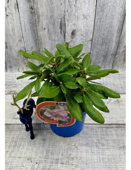 'Ritva' - różanecznik wielkokwiatowy
Rhododendron hybridum 'Ritva'