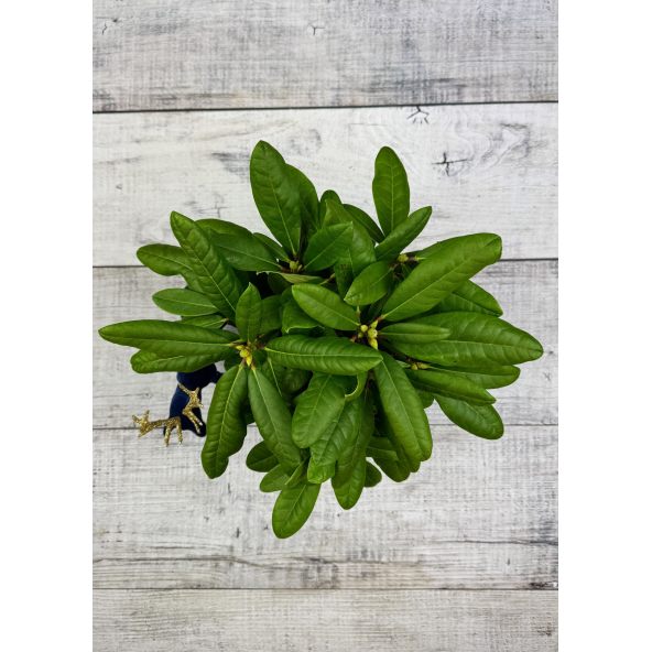 'Ritva' - różanecznik wielkokwiatowy
Rhododendron hybridum 'Ritva'