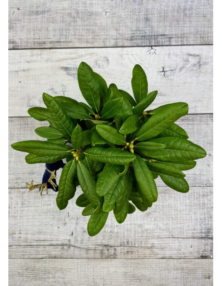 'Ritva' - różanecznik wielkokwiatowy
Rhododendron hybridum 'Ritva'